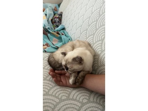 1 yaşında kıvrık kulaklı exotic shorthair