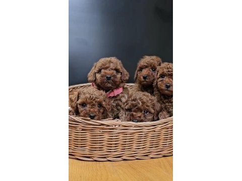 Kızıl toy poodle bebekler yuva bekliyor