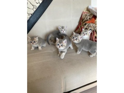 Sahiplendirme british shorthair