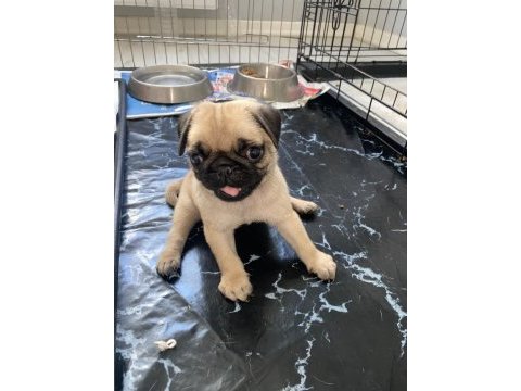 Pug mops erkek yavrumuz