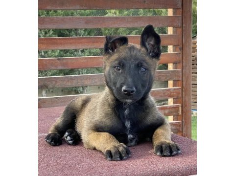 Orijinal belçika malinois yavru