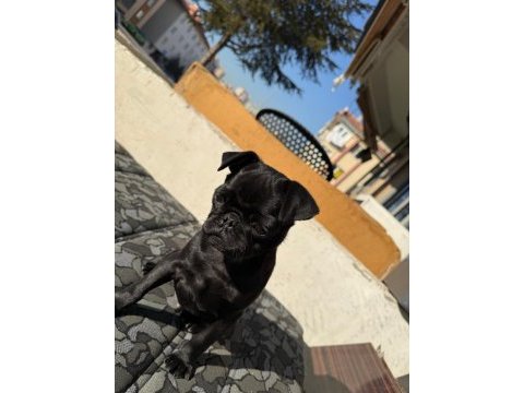 4 aylık akıllı oyuncu yavru pug köpeği