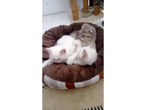 Scottish fold güzel gözlüm