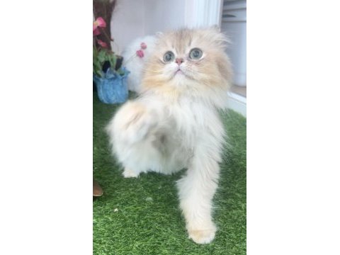 British longhair erkek kedimize ömürlük yuva arıyoruz
