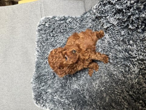 Mini boy toy poodle