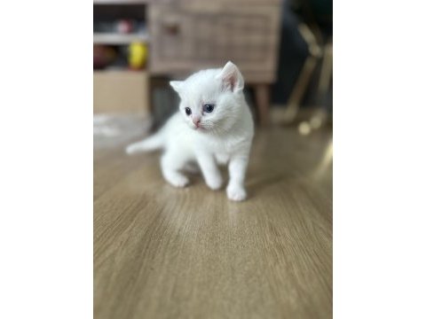 2 aylık chinchilla erkek kedimiz