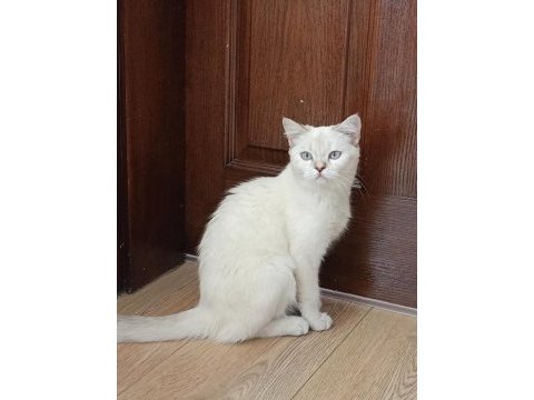 British shorthair point