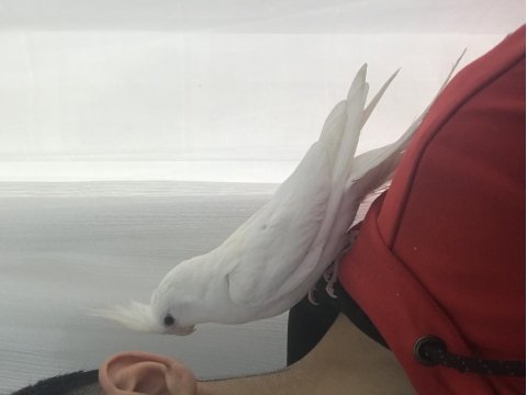 Yavru albino sultan papağanı