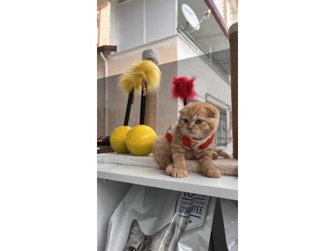 Oyuncu scottish fold kedilerim 3 aylıklar