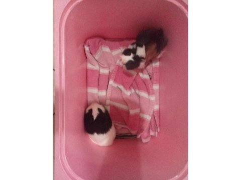 2 adet erkek guinea pig