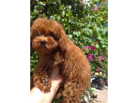 Red toy poodle yavrularımız