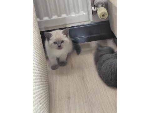 Blue point bebeklerimiz orjinal renkli gözlü kedimiz