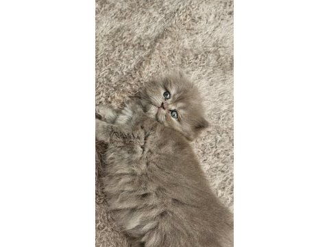 Sadece aileye british longhair