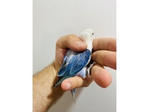 Cennet papağanı yavrular (üst mutasyon)