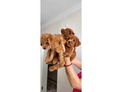 Orjınal poodle yavruları