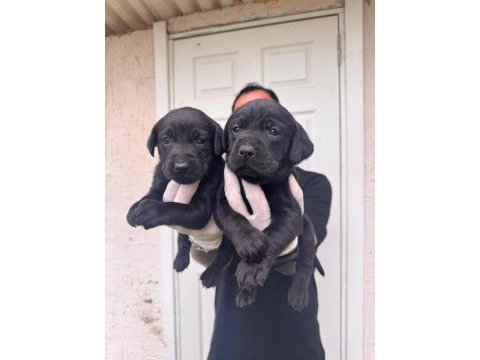 Çikolata ve siyah labrador retriever yavrularımız