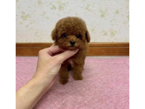 Toy poodle köpeği