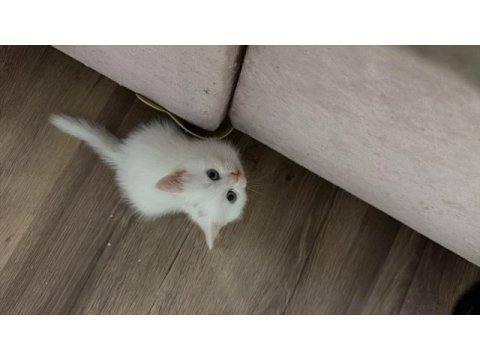 Satılık british shorthair kedisi