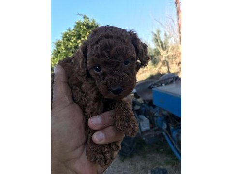 Tea cup poodle yavrular