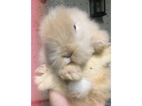 Lop tavşanı