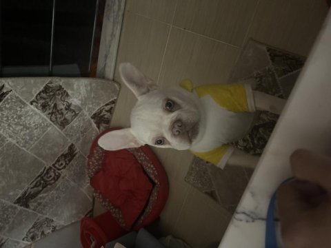 French bulldog 7-8 aylık aşılı erkek