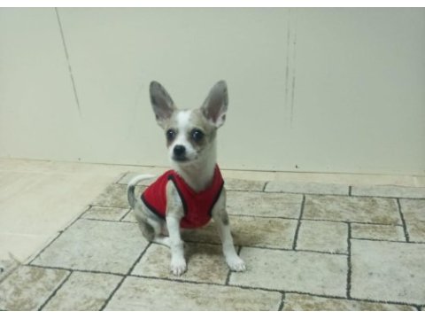 4 aylık yavru chihuahua