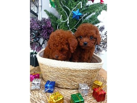 Safkan red brown toy poodle yavrularımız