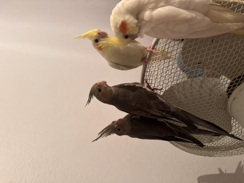 Bebek sultan papağanlarımız