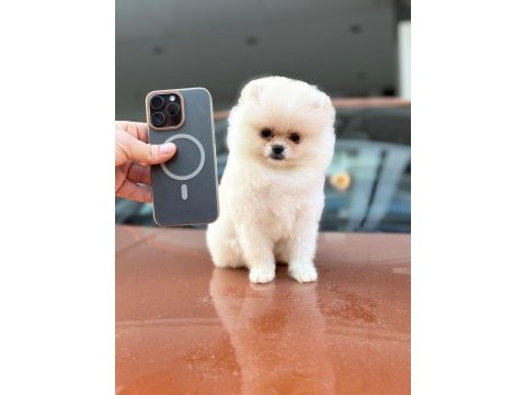 Pomeranian boo 2-3 aylık