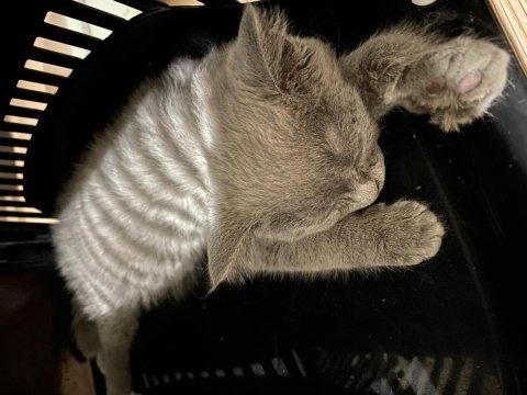 British shorthair kedisi