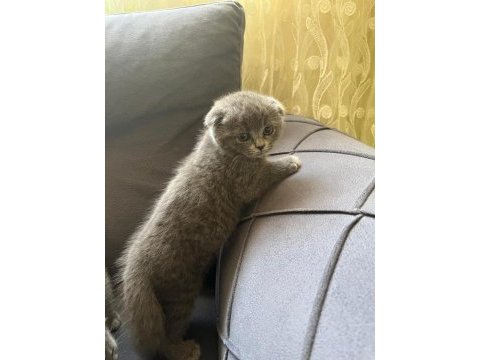 Cins kedimiz scottish fold