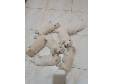 Son 2 yavru spitz