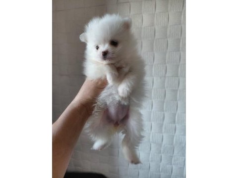 Dünya tatlısı pomeranian boo kaliteli bebekler