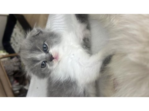 Bicolor nadir bulunan çift renk anne baba safkan kediler