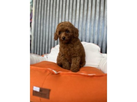 Red brown dişi poodle yavrumuz