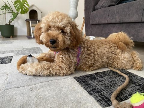 Ev ortamında büyümüş miniatür poodle