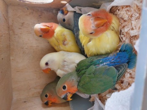 El beslemesi yavru sevda papağanı