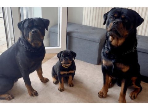 Evinizin neşesi rottweiler yavrular kapıda ödeme
