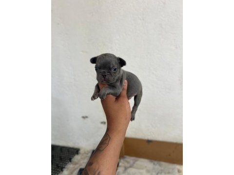 Lilac tan blue tan ve fawn french bulldog yavrular