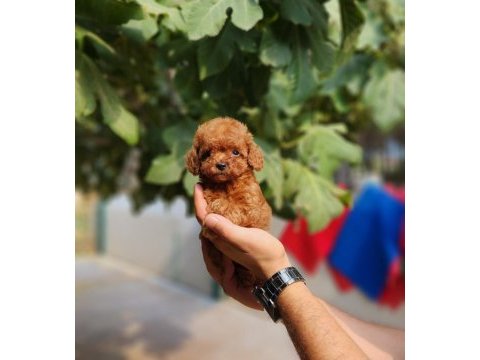 Poodle ailemize katılmak istemezmisiniz