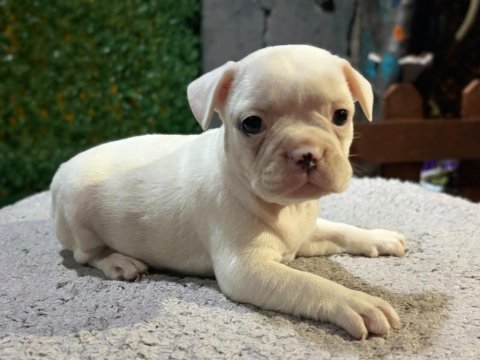 Fransız bulldog yavrularımız