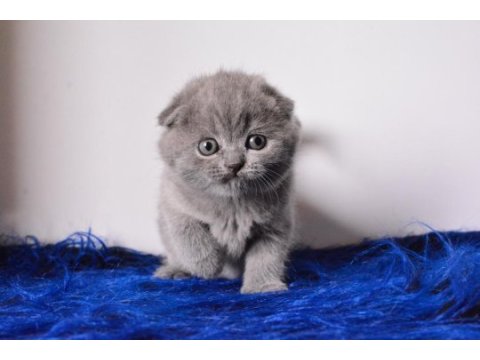 Eşsiz kalitede gri scottish fold shorthair 