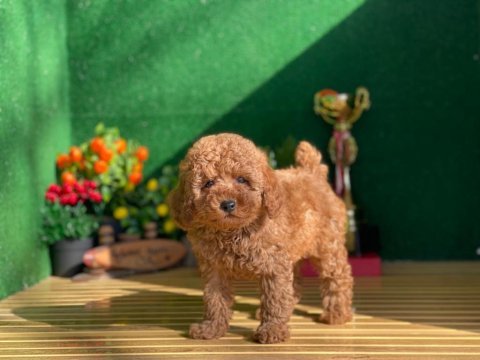 Toy poodle yavruları