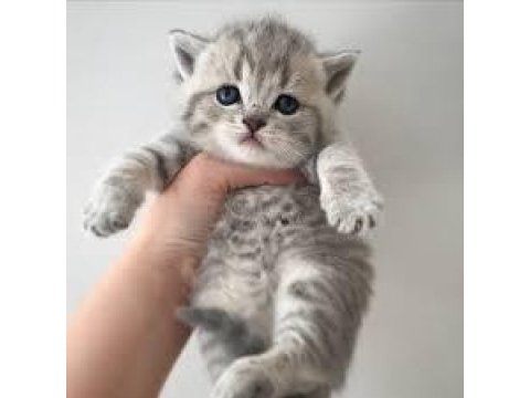 Oyuncu british shorthair kedimiz