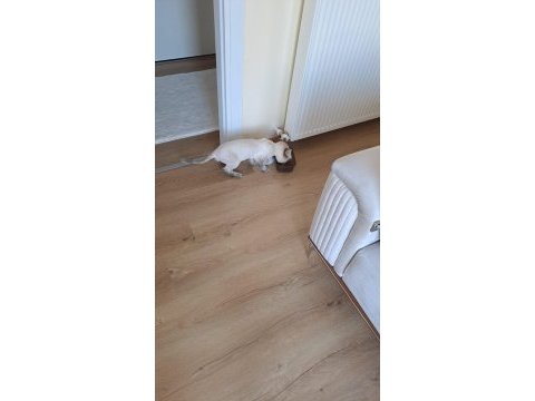 2 yaş erkek british longhair