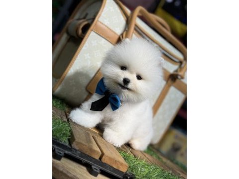 En mini boy pomeranian bebekler