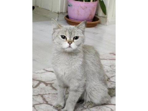 Dünya tatlısı british shorthair