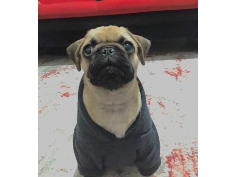 İlk günkü gibi heyecanlı pug
