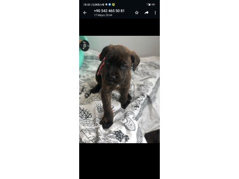 Sahiplendirilecek cane corso ısparta içi