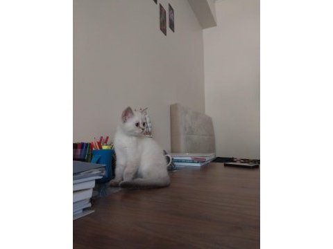 Kırşehir içi 3,5 aylık british shorthair